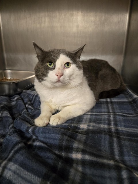 COOPER, an adoptable Domestic Short Hair in Casper, WY, 82601 | Photo Image 1