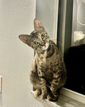 Airee, Adult Female unknown