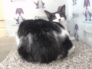 SUSU, Adult Female unknown