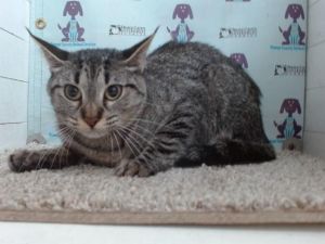GRAY, Young Female unknown