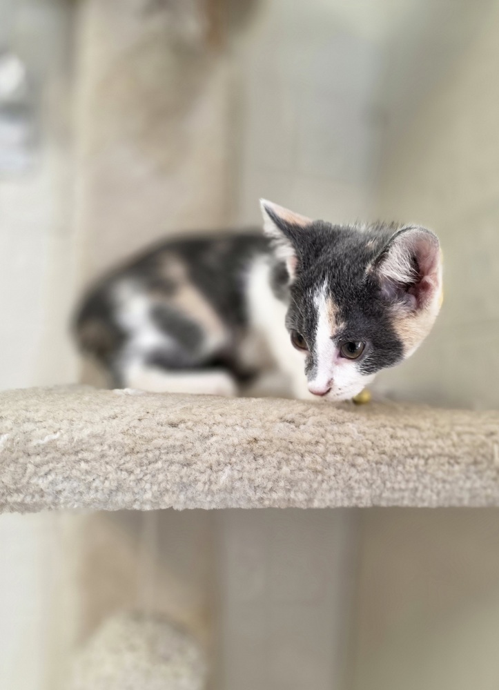 CandyCats : Twix