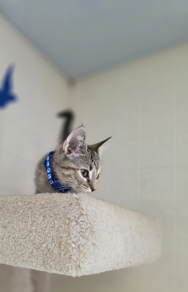 CandyCats : Butterfinger