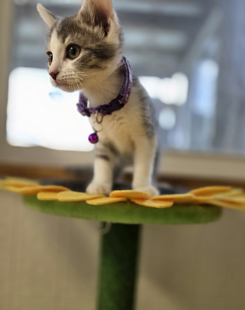 CandyCats : Snickers