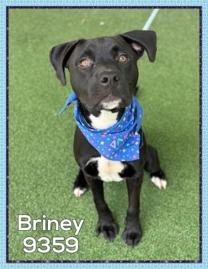 Primary Color Black Secondary Color White Weight 325lbs Age 0yrs 9mths 1wks Animal has been Neu