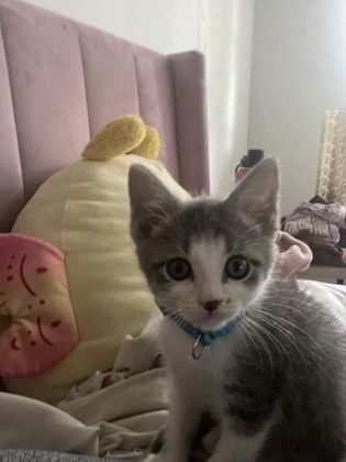 Kiki