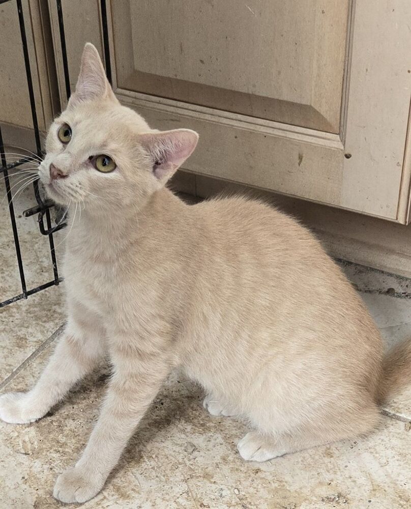 Dusti