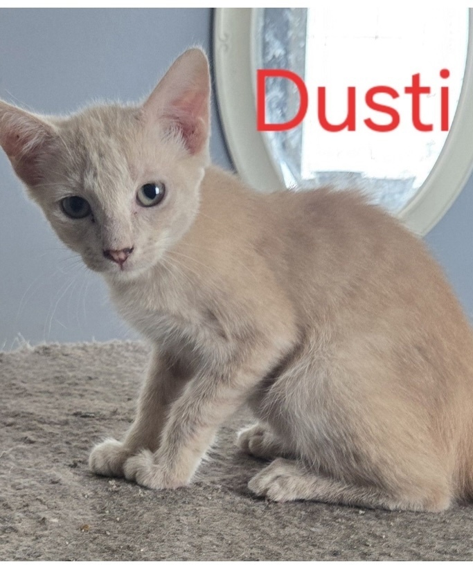 Dusti
