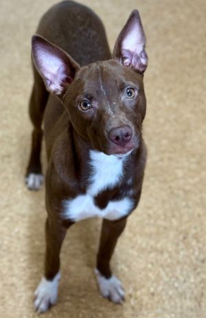 Coco Puff, Adult Female unknown