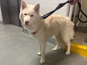 What my friends at ACC say about me I have lived with dogs in my previous home I am looking