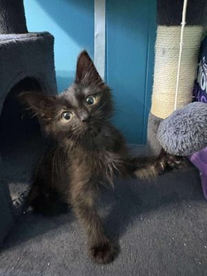 Orion Domestic Short Hair Cat