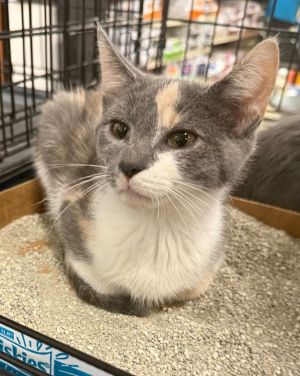 Meme Domestic Short Hair Cat