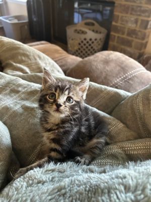 Basil Domestic Short Hair Cat