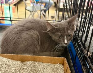 Smores Domestic Short Hair Cat
