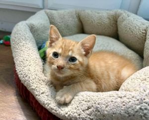 Apollo Domestic Short Hair Cat
