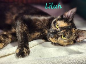 Liluh, Young Female unknown