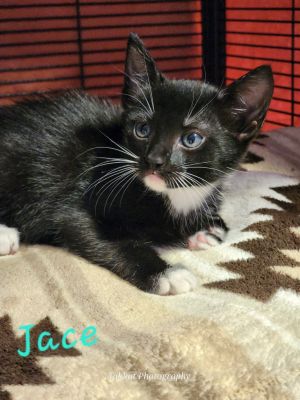 Jace, Baby Female unknown