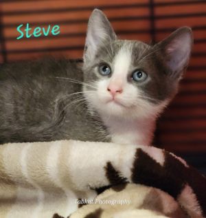 Steve, Baby Male unknown