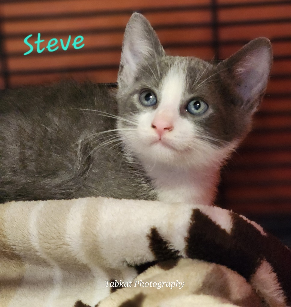 Steve