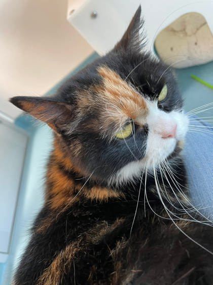 Rosie, an adoptable Domestic Medium Hair, Persian in Roseville, CA, 95678 | Photo Image 1