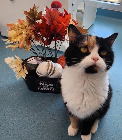 Rosie, an adoptable Domestic Medium Hair, Persian in Roseville, CA, 95678 | Photo Image 1
