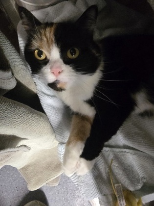 Rosie, an adoptable Domestic Medium Hair, Persian in Roseville, CA, 95678 | Photo Image 2