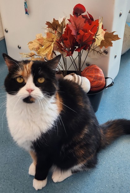 Rosie, an adoptable Domestic Medium Hair, Persian in Roseville, CA, 95678 | Photo Image 2