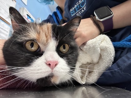 Rosie, an adoptable Domestic Medium Hair, Persian in Roseville, CA, 95678 | Photo Image 3