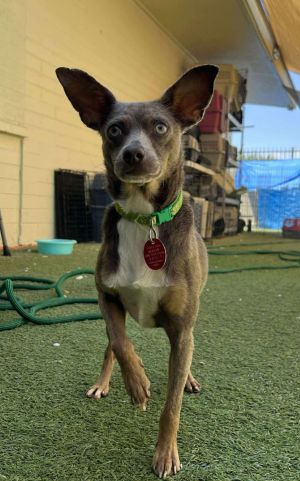 Louie, Adult Male unknown