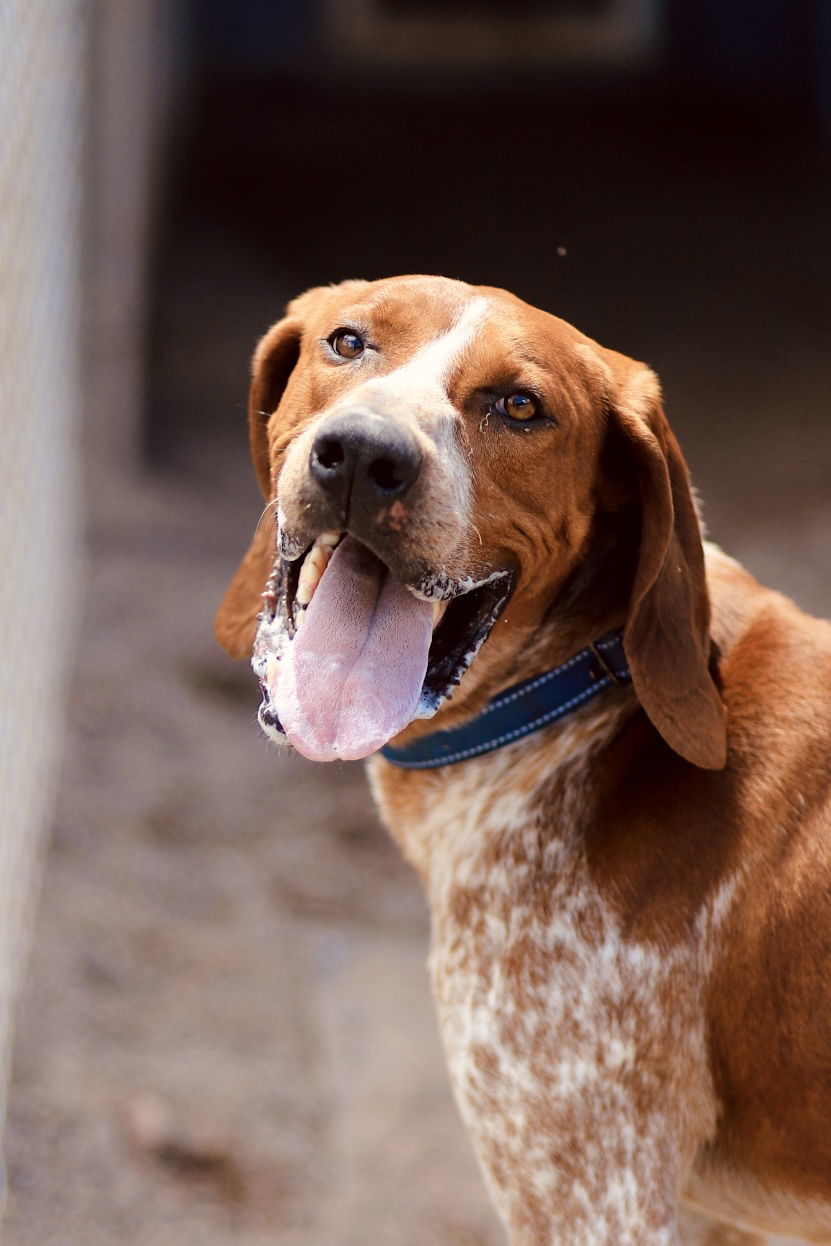 Waylon, an adoptable Hound in Webster, WI, 54893 | Photo Image 1