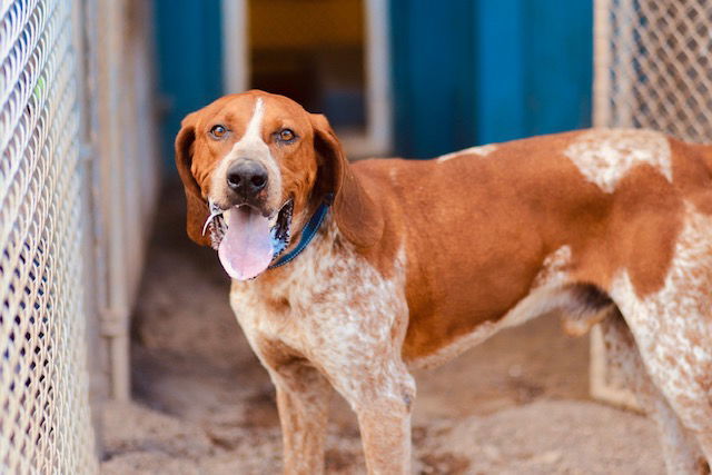 Waylon, an adoptable Hound in Webster, WI, 54893 | Photo Image 2