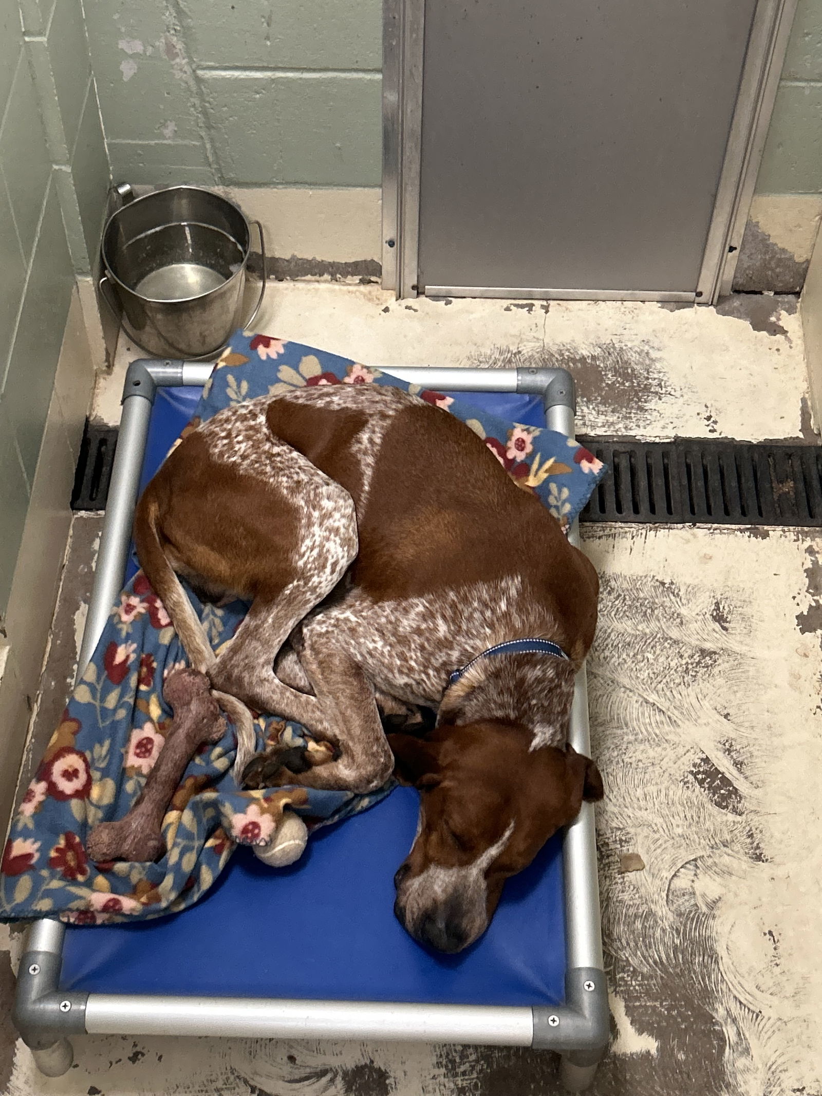 Waylon, an adoptable Hound in Webster, WI, 54893 | Photo Image 3