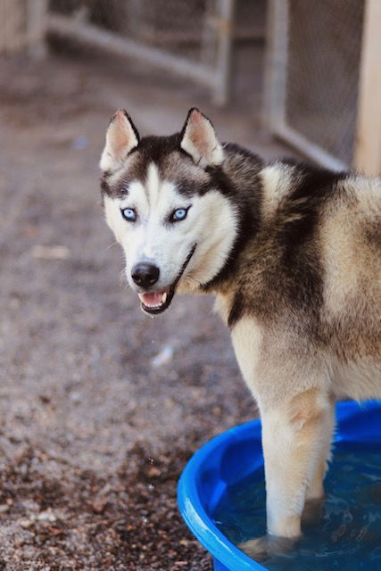 Saber, an adoptable Husky in Webster, WI, 54893 | Photo Image 1