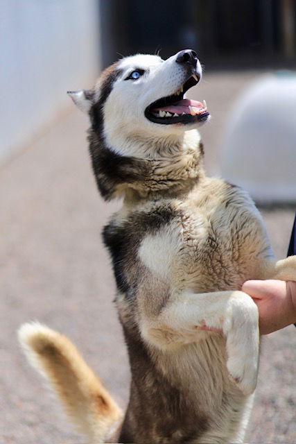 Saber, an adoptable Husky in Webster, WI, 54893 | Photo Image 2
