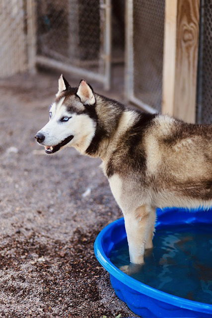 Saber, an adoptable Husky in Webster, WI, 54893 | Photo Image 3