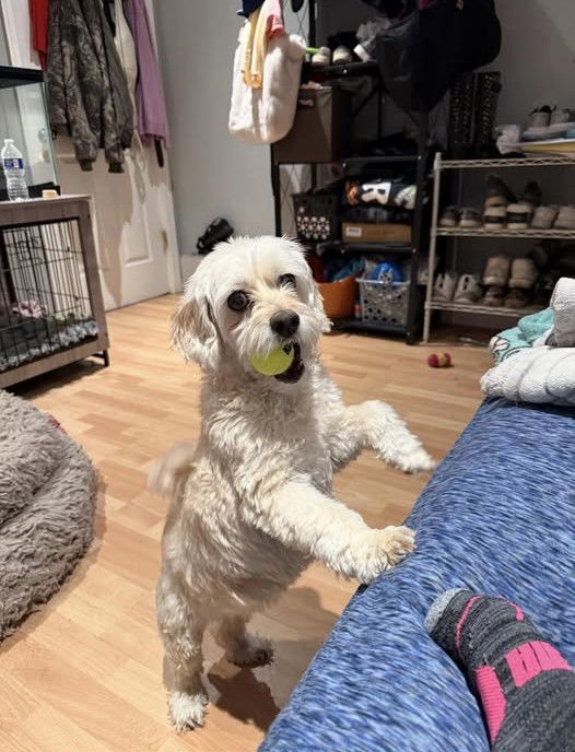 Zoey, an adoptable Cockapoo in Union Beach, NJ, 07735 | Photo Image 1