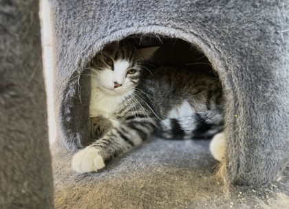 Triceratop, an adoptable Domestic Short Hair in Pendleton, OR, 97801 | Photo Image 2