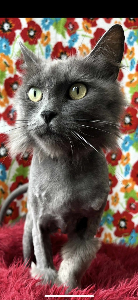 Mia, an adoptable Domestic Long Hair in Brookings, OR, 97415 | Photo Image 1
