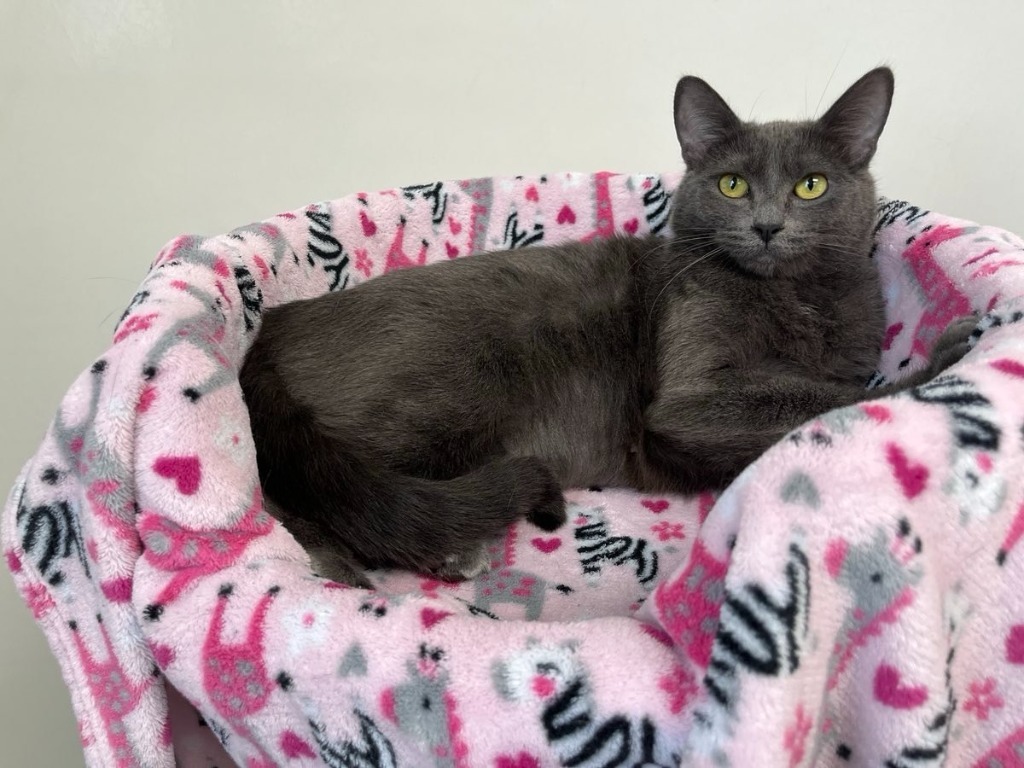 Maple, an adoptable Domestic Short Hair in Brookings, OR, 97415 | Photo Image 1