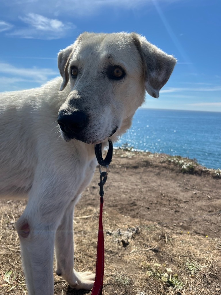 Petey, an adoptable Labrador Retriever, Great Pyrenees in Brookings, OR, 97415 | Photo Image 1
