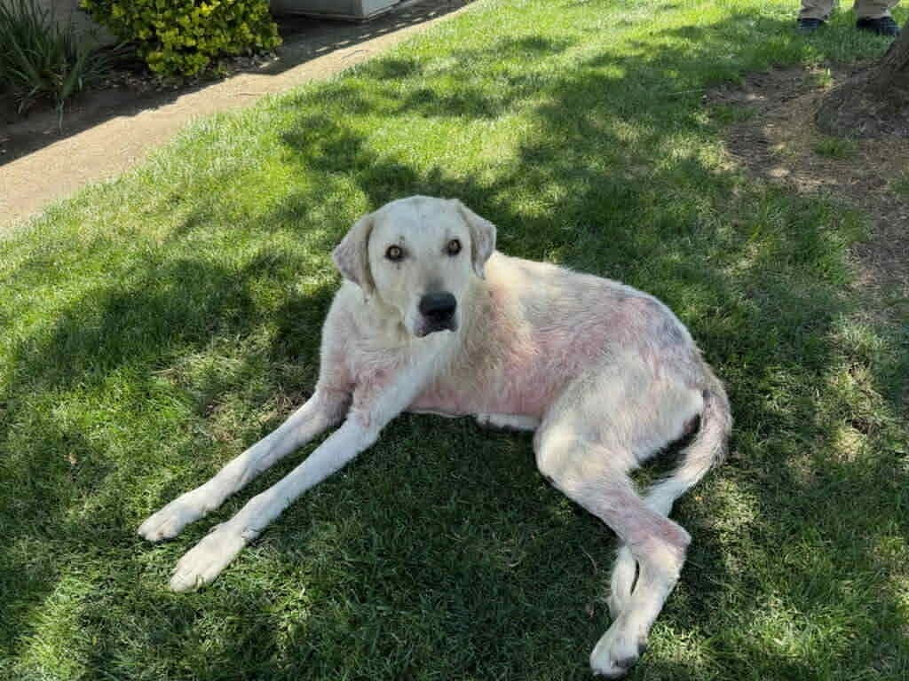 Petey, an adoptable Labrador Retriever, Great Pyrenees in Brookings, OR, 97415 | Photo Image 2