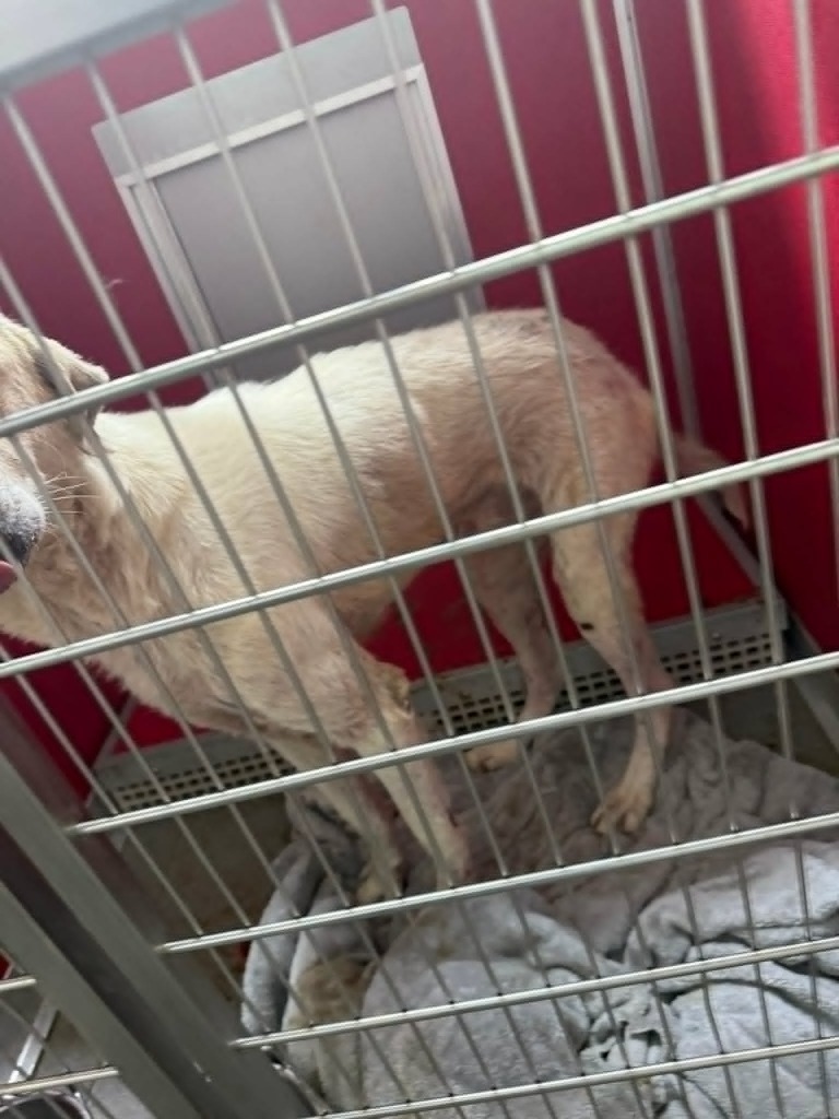 Petey, an adoptable Labrador Retriever, Great Pyrenees in Brookings, OR, 97415 | Photo Image 3