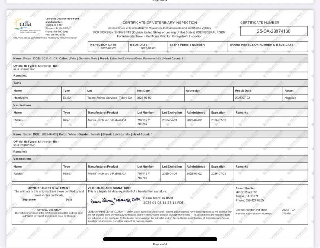 Petey, an adoptable Labrador Retriever, Great Pyrenees in Brookings, OR, 97415 | Photo Image 4