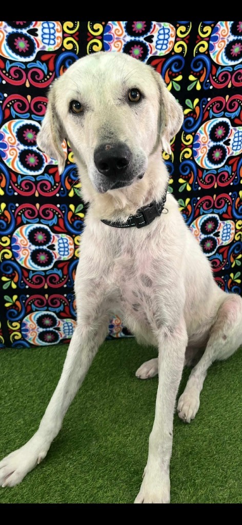 Petey, an adoptable Labrador Retriever, Great Pyrenees in Brookings, OR, 97415 | Photo Image 5