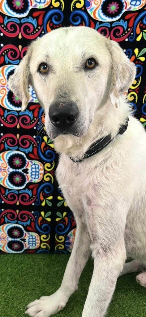 Petey, an adoptable Labrador Retriever, Great Pyrenees in Brookings, OR, 97415 | Photo Image 6