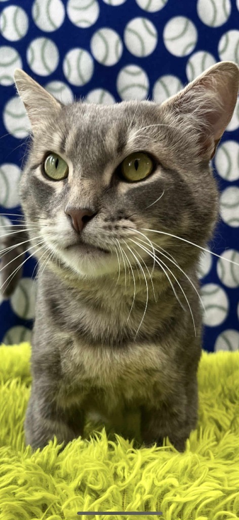 Oakley, an adoptable Domestic Short Hair in Brookings, OR, 97415 | Photo Image 2
