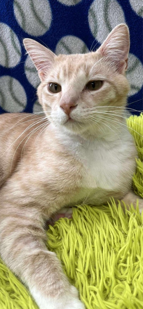Sheldon, an adoptable Domestic Short Hair in Brookings, OR, 97415 | Photo Image 1