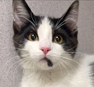 Eddie Domestic Short Hair Cat