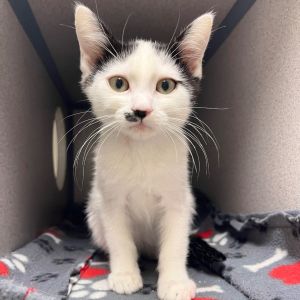 Erick Domestic Short Hair Cat