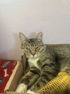 Socks, Adult Female unknown