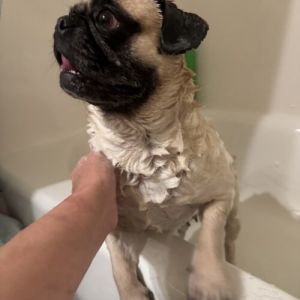 Pua Pug Dog